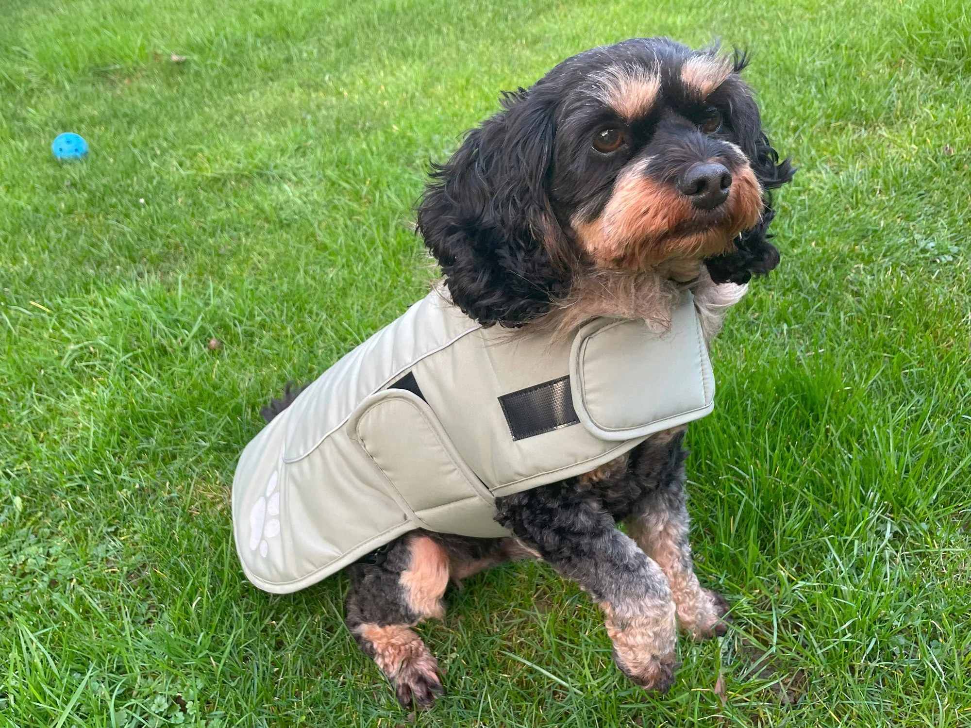 Happy Pet Paw Print Dog Jacket